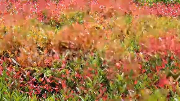 五颜六色的叶子视频的预览图