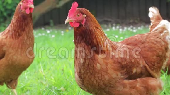 绿色草地上的小鸡视频的预览图