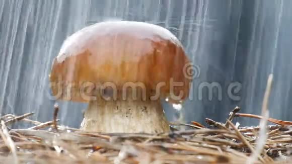 特写棕帽蘑菇浇雨滴视频的预览图