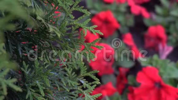 把焦点从一棵树平稳地转到一个有红花的花坛视频的预览图