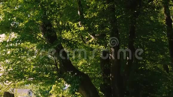在晴朗的天空背景下观看绿色夏季树木4K视频的预览图