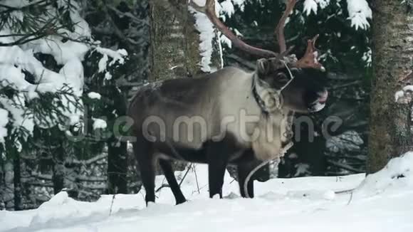 鹿在冬林中行走视频的预览图