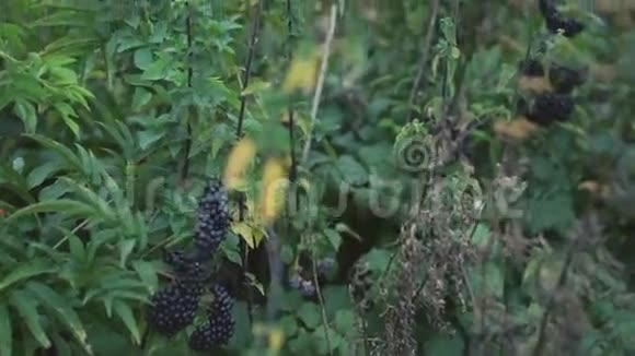 4K的野黑莓丛视频的预览图