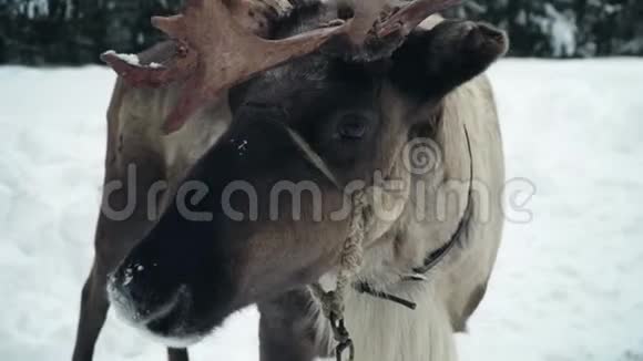 鹿在冬林中行走视频的预览图