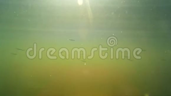 水下的小鱼大浅滩视频的预览图