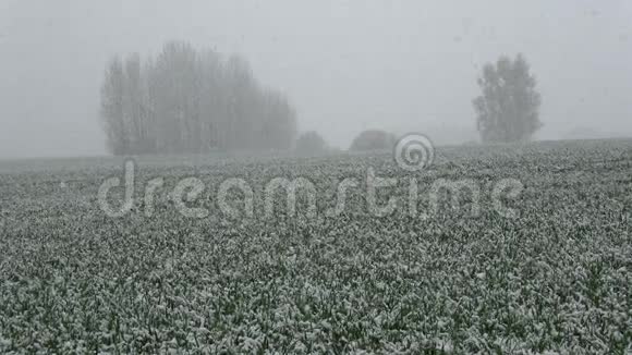 春天的雪落在田野上绿芽发芽视频的预览图
