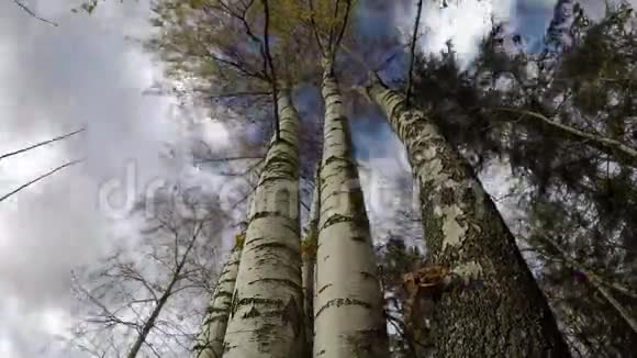 秋天美丽雄伟的桦树树干时间流逝4K视频的预览图