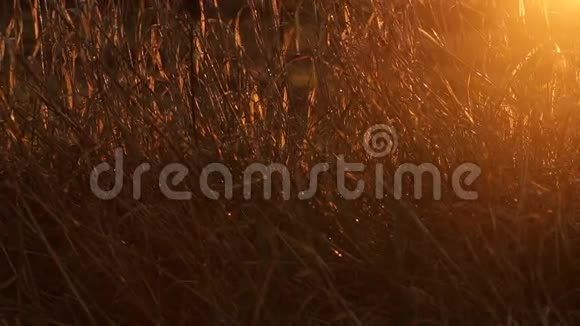 太阳阳光在春天黎明时穿过干枯的草地视频的预览图