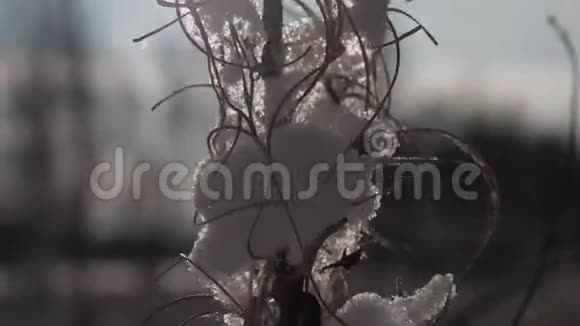 冰冻的草在冬天的风中飘洒阳光视频的预览图