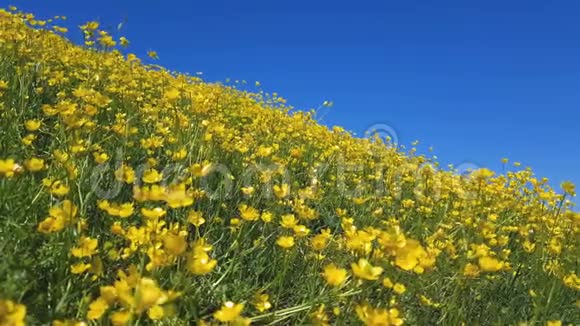 春天阳光普照的草坪上有黄色的毛美丽的蓝天假日酒店视频的预览图