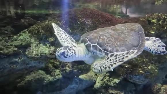 龟在水族馆里埃雷托摩切亚姆巴塔视频的预览图
