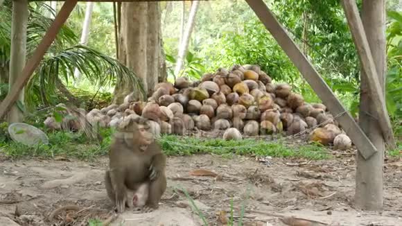 可爱的猴子工人休息从椰子收获收集圈养上使用动物劳动农场视频的预览图