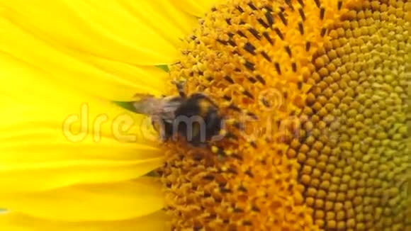 向日葵上的蜜蜂视频的预览图