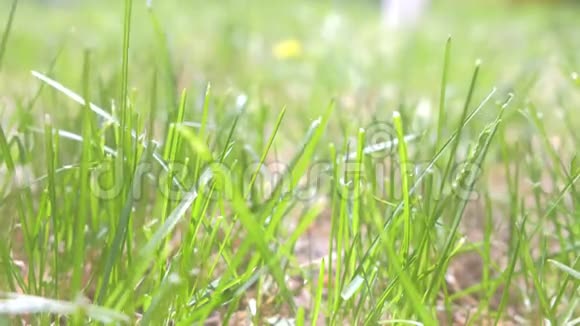 背景草地上绿草如茵随风摇曳视频的预览图