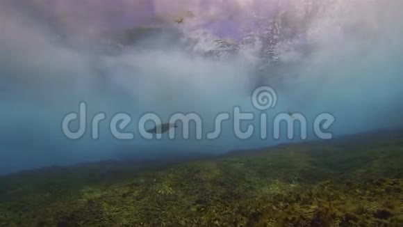 绿海龟海龟游泳巨浪和蓝色阳光海面视频的预览图