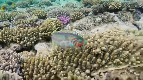 用奇异的鱼游过神奇的珊瑚一条好奇的鱼漂浮在壮丽的背景上视频的预览图