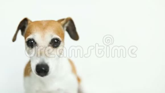 在白色背景上舔和微笑的狗画像录像片段视频的预览图