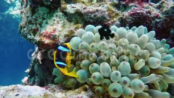 著名的小丑鱼是埃及水下世界的象征生物共生视频的预览图