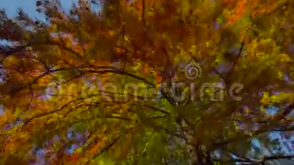 秋天的树枝有叶子视频的预览图