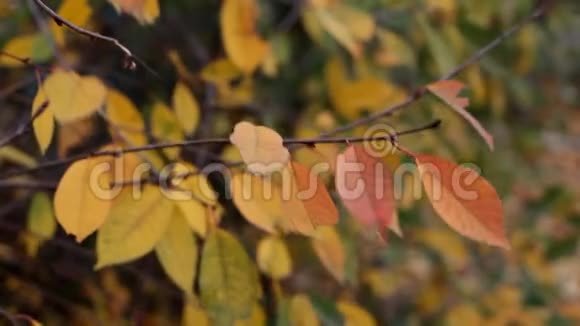 一片秋叶随风在树枝上飞舞视频的预览图