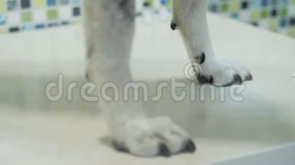 当专业兽医拿着它检查时把一只漂亮的狗立在桌子上视频的预览图
