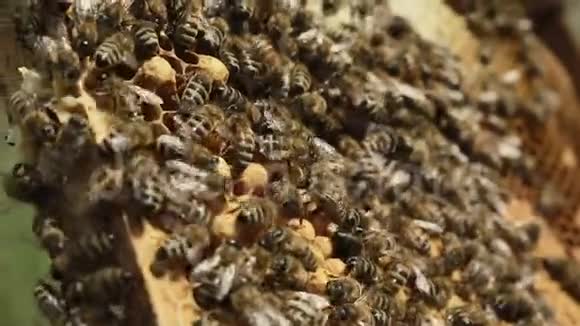 辛勤工作的蜜蜂在蜂巢里视频的预览图