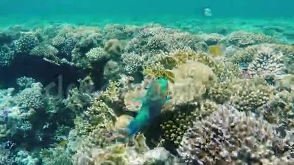 一只明亮的鹦鹉鱼在红海的珊瑚中航行神奇潜水视频的预览图