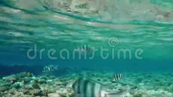 热带鱼在离海面不远的地方游泳水下世界的色彩视频的预览图