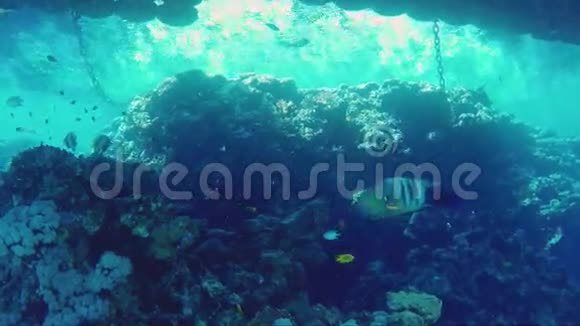 热带神秘的水下世界长尾濑鱼在锚链间游动视频的预览图