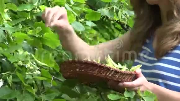 金发女孩采摘林登草药到柳条菜4K视频的预览图