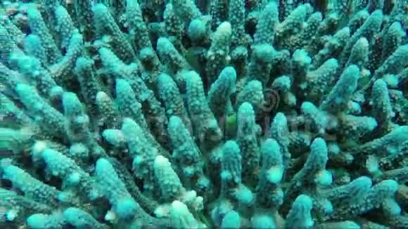 指珊瑚生态系统和红海的小外来鱼可怕的水下世界视频的预览图