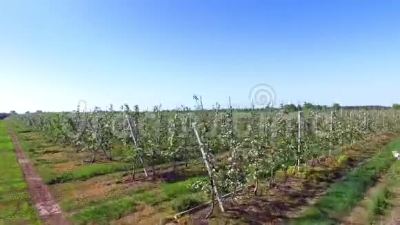 苹果神奇花园的神圣美视频的预览图