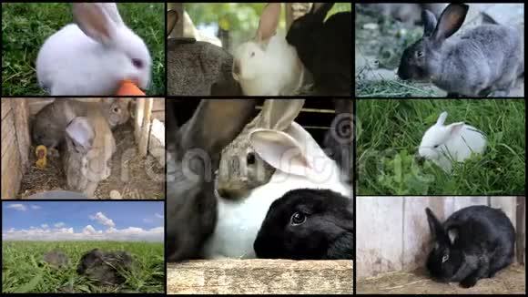 兔子许多兔子农场畜牧业视频的预览图