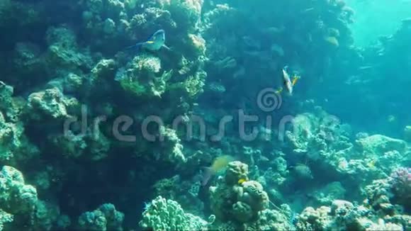 在珊瑚和生态鱼类的水下游泳鱼类外科医生珊瑚石斑鱼和许多其他类型的红海鱼类视频的预览图