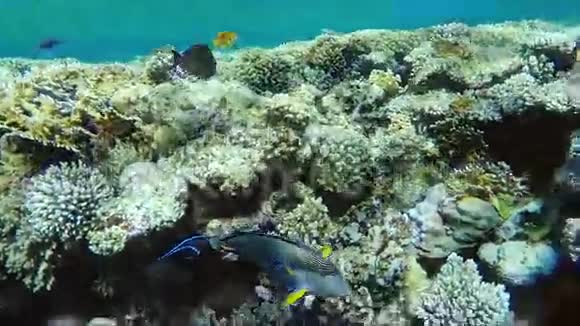 令人惊叹的海底珊瑚和异国鱼类世界鱼外科医生游过来视频的预览图