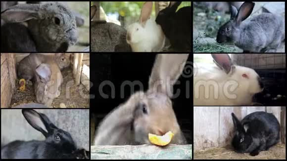 兔子许多兔子农场畜牧业视频的预览图