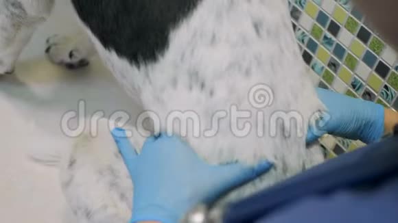当专业兽医拿着它检查时把一只漂亮的狗立在桌子上视频的预览图