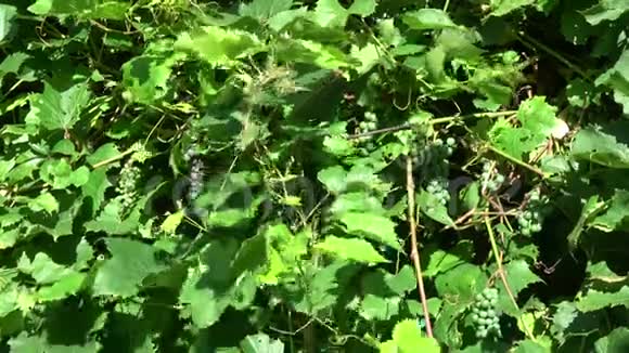 未成熟的葡萄果实在夏季的风中成簇生长视频的预览图
