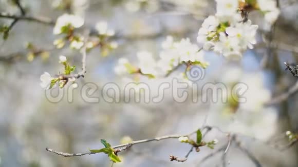 开花的樱花树视频的预览图