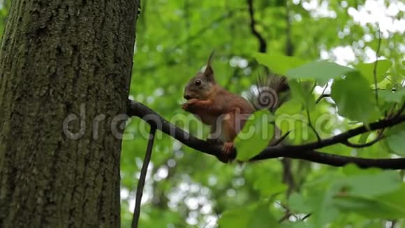 红松鼠在树上吃坚果实时行动视频的预览图