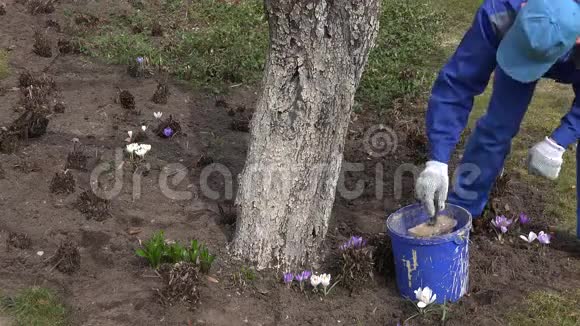 男工用刷春时果园粉刷树干4K视频的预览图