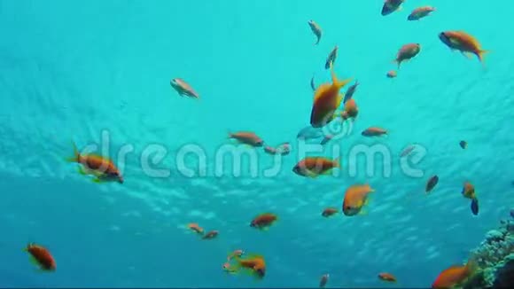 明亮的安提亚鱼在红海温暖的浓水中吃浮游生物在它们上面你可以看到海面视频的预览图