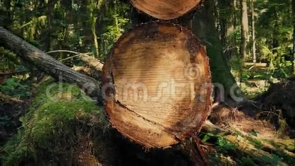 在森林中绕着切割原木移动视频的预览图