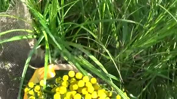 菜篮子中的草药用草本植物视频的预览图