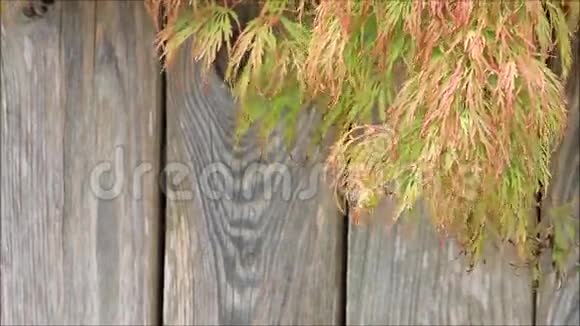 日本棕榈槭视频的预览图