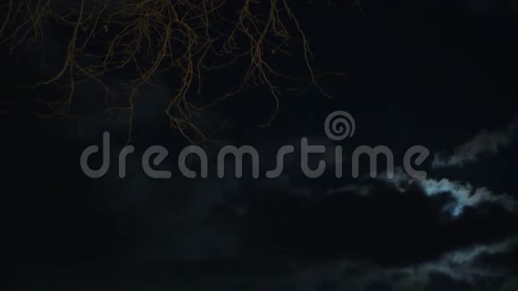 森林满月和夜空实时视频的预览图