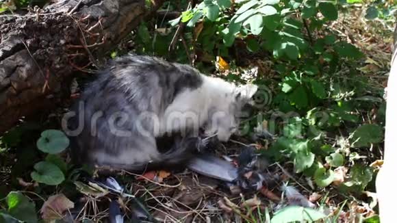 猫在草地上吃鸽子视频的预览图