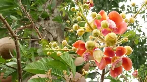 异花异树危险的巨大的强大的绿色热带树炮弹萨拉加绽放美丽的橙色视频的预览图