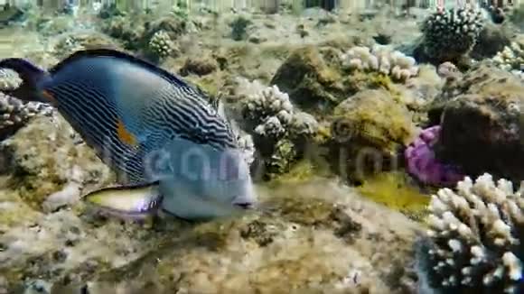 外科医生鱼的特写在珊瑚附近觅食红海埃及视频的预览图