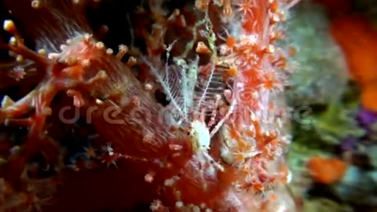 水装饰蟹携带一些水印度尼西亚的尖端视频的预览图